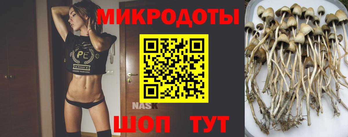 Галлюциногенные грибы Psilocybine cubensis Братск